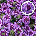 Bild von Verbena P12 Bebob blue
